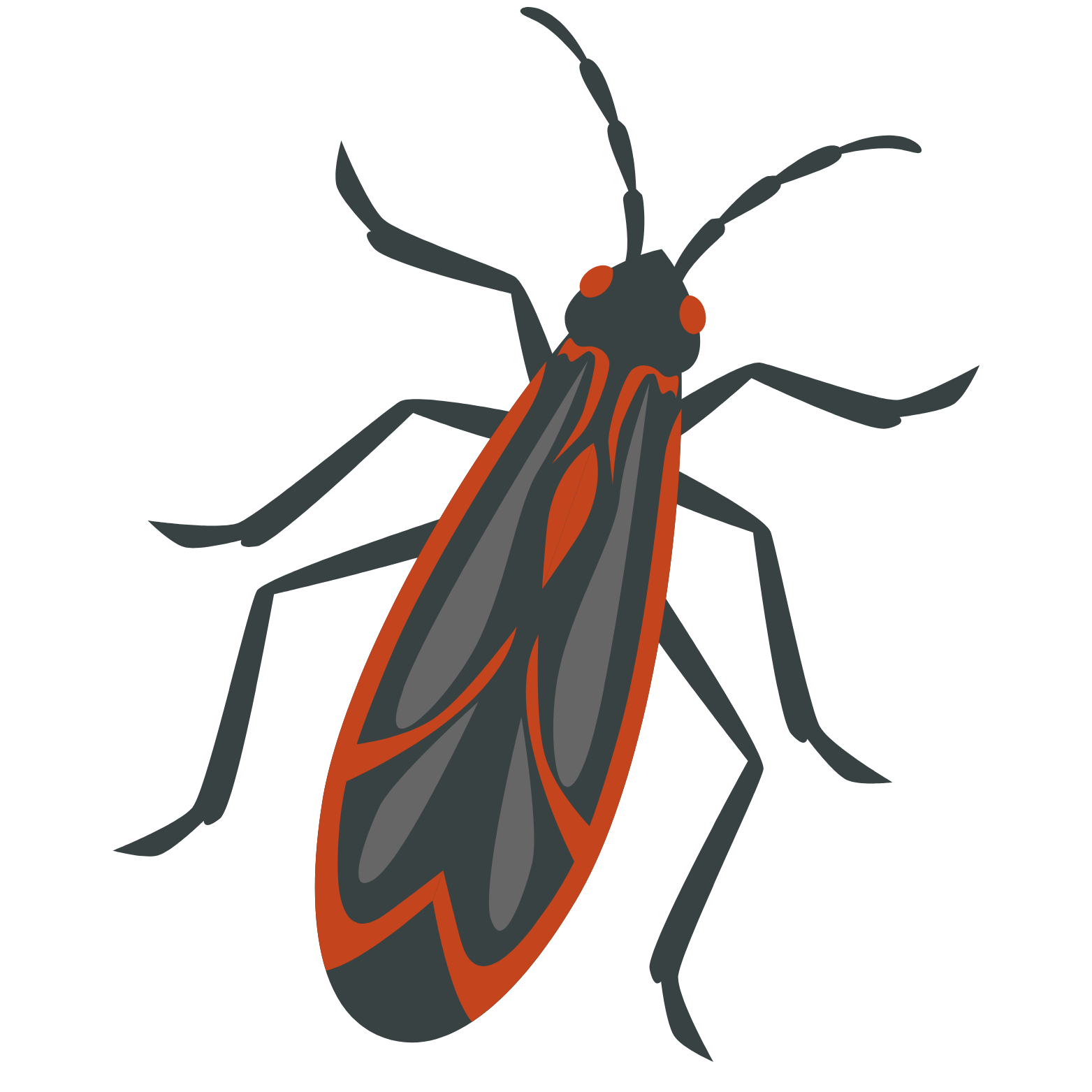 Boxelder Bugs