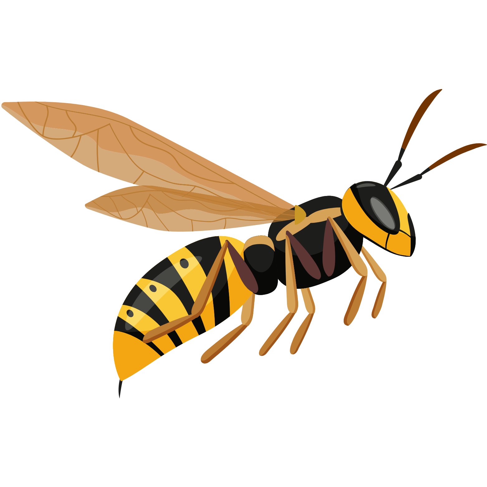 Wasps